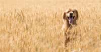 En cohabitant avec des Homo sapiens devenus agriculteurs, les chiens ont acquis les gènes leur permettant de mieux digérer l’amidon. © Mat Hayward, Shutterstock