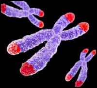 Les chromosomes contiennent l'information génétique des individus. On y cherche les clés de la longévité des centenaires. © Université de Colombie-Britannique