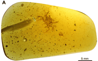 Cretapsara athanata est une nouvelle espèce de crabe datant du Crétacé et dont un spécimen a été préservé dans de l'ambre. © Luque et al., 2021