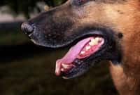 La pasteurellose est une zoonose essentiellement rencontrée chez les vétérinaires, les éleveurs de chiens, de chats ou de rongeurs. © Phovoir