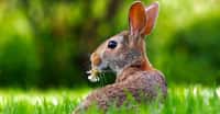 Comment reconnaître un lièvre d'un lapin ? Ce sont notamment leurs oreilles qui permettent de les différencier. © tpsdave, Pixabay, DP