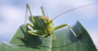 Les sauterelles sont munies de longues antennes et, contrairement aux grillons, leur corps peut être vert. © realworkhard, Pixabay, DP