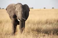 Les éléphants d’Afrique figurent parmi les animaux sauvages menacés d’extinction. Malgré les efforts de conservation, ils sont encore trop souvent massacrés par les braconniers pour leur ivoire. © PxHere