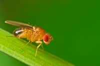 Drosophila melanogaster, autrement nommée « mouche du vinaigre », est la mouche la plus courante dans les laboratoires. © Studiotouch, Adobe Stock