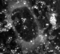 Dans cette image générée par un microscope électronique à transmission, les points blancs sont des échantillons de ferritine, une protéine. Le cercle noir au milieu est une bulle de liquide emprisonnée dans la capsule de graphène entourant l'échantillon. © Michigan Technological University