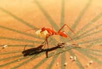 Melophorus bagoti (sur la photo), une espèce de fourmi présente dans le désert australien, a bravé les pièges des chercheurs avec Cataglyphis fortis, une espèce de fourmi parcourant le Sahara. © Antoine Wystrach et al., Current Biology