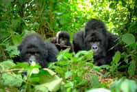 Une famille de gorilles au Rwanda. © Marian, Adobe Stock