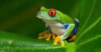 Hypsiboas punctatus – ici, une grenouille arboricole originaire d’Amérique du Sud, comme elle – est le premier amphibien à montrer des capacités de fluorescence. © davemhuntphoto, Fotolia