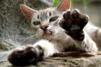 La transmission de la maladie des griffes du chat, ou bartonellose, se fait par griffure ou morsure © Phovoir