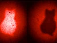 Le chat de Schrödinger est presque l'emblème du phénomène d'intrication quantique. Schrödinger lui-même était d'origine autrichienne et l'on peut voir comme un clin d'œil au célèbre physicien cette image obtenue avec des paires de photons intriqués par ses collègues et compatriotes. © Patricia Enigl, IQOQI