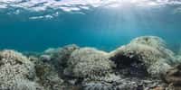 Le blanchissement du corail est une des conséquences du réchauffement des océans. © Xl Catlin Seaview Survey