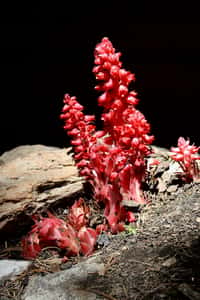 L'inflorescence rouge sanguine typique de Sarcodes sanguinea. © Mélinda, Flickr, Wikimedia Commons, CC by-sa 2.0