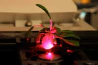 Il est possible, grâce aux nanomatériaux, d’améliorer l’absorption d’énergie lumineuse chez la plante Arabidopsis thaliana. © Juan Pablo Giraldo