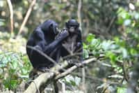 Un jeune bonobo (droite) avec sa mère, dans la réserve de Kokolopori en République démocratique du Congo, le 20 mai 2019. © Martin Surbeck/Max Planck Institute for Evolutionary Anthropology/AFP/Archives