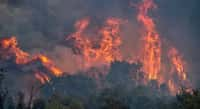 De graves incendies ravagent la Grèce en ce moment. © ververidis, Adobe Stock