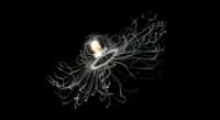 Un spécimen de Turritopsis nutricula dans l'océan. © anemone, Adobe Stock