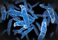 Illustration en 3D de Mycobacterium tuberculosis. © Giovanni Cancemi, Adobe Stock