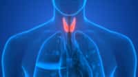 La thyroïde est l'organe qui produit les hormones&nbsp;thyroïdiennes. © magicmine, Fotolia