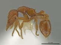 L’espèce de fourmis Strumigenys Ananeotes a été découverte par un entomologiste américain au fond de son jardin.