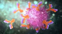 Modélisation 3D d’anticorps « attaquant » un virus. © vipman4, Adobe Stock