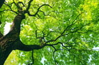 Les arbres, ces géants étonnants. © SergeyIT, Adobe Stock