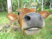 Une vache émet des sons graves ou aigus selon le contexte. © Roboiitgrs, Wikimedia Commons, cc by sa 3.0