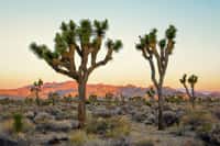 Les arbres de Joshua, qui peuvent atteindre 10 mètres et vivre plus de 200 ans, sont l'emblème du désert californien. © Doug, Adobe Stock