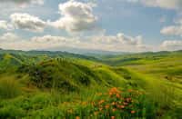 Les collines de Californie verdoyantes après les pluies records. © Dene' Miles, Adobe Stock