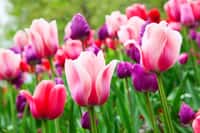 Magnifiques floraisons de tulipes. © swisshippo, Adobe Stock