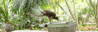 Un oiseau-lyre picore dans un bac de graines. © susan flashman, Adobe Stock, étendu avec Photoshop   