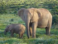 Les infrasons émis par les éléphants adultes se transmettent sur des kilomètres. © Gorgo, Wikimedia Commons, DP