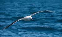 Des albatros équipés de balise ont permis d'estimer le nombre de bateaux de pêche naviguant, sans système d'identification, dans l'océan Austral. © John, Adobe Stock