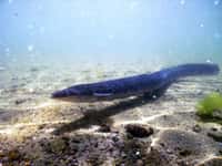 L'anguille européenne Anguilla anguilla est une espèce catadrome. Elle vit notamment en eau douce, mais se reproduit en mer. © J. Schröder, Geomar