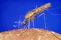 Anopheles gambiae est un moustique qui peut transmettre l’agent du paludisme, un parasite du genre Plasmodium. © CDC/James Gathany, Wikimedia Commons, DP