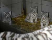 Les trois tigreaux blancs baptisés Aran, Hyun et Fouyou sont nés le 5 janvier 2020 au zoo d'Amnéville en Moselle (photographiés ici le 9 mars 2020, près de leur mère Orissa). © Jean-Christophe Verhaegen, AFP