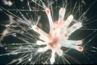 À eux seuls, les foraminifères constituent environ 10 % du zooplancton présent dans les 200 premiers mètres de profondeur des océans.&nbsp;©&nbsp;Ralf Schiebel, université d'Angers