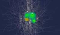 Le cerveau cache un univers encore inexploré ©  BBP/EPFL