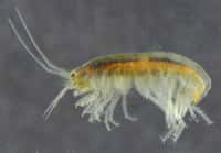 L'arthropode amphipode Crangonyx pseudogracilis a pour la première fois été observé au Royaume-Uni en 1935, précisément à Londres. Il serait arrivé des États-Unis dans des plantes aquatiques. © BioImages - the Virtual Fieldguide (UK), EOL, cc by nc sa 3.0