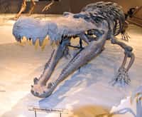 Un squelette de Deinosuchus hatcheri exposé au muséum d'histoire naturelle de l'Utah. © Domaine public
