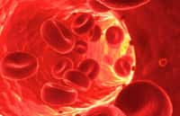 Des globules rouges en bonne santé dans un vaisseau sanguin. Ils transportent l'oxygène dans un sens et le gaz carbonique dans l'autre grâce à l'hémoglobine qu'ils contiennent. Chez des patients atteints de drépanocytose, ils sont déformés car l'hémoglobine l'est aussi. Le seul traitement curatif actuel est la greffe de moelle osseuse. La thérapie génique pourrait venir s'y ajouter. © drepanocytose.net