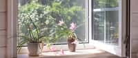 Quasi invisible, une moustiquaire permet d'ouvrir une fenêtre pour aérer la maison et profiter de la douceur estivale sans que les pollens et insectes pénètrent à l'intérieur. © Olga Ionina, Adobe Stock