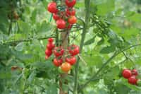 Facile à cultiver, la tomate cerise est la reine des tablées d'été. © Fotolia