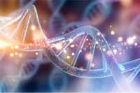 Expert de l’ADN, le généticien étudie le génome des êtres vivants, c’est-à-dire l’ensemble de l’ information génétique contenue dans chacune des cellules sous la forme de chromosomes © MG, Fotolia.