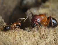 Les fourmis charpentières de Floride, Camponotus floridanus, ont les mêmes gènes. Pourtant la soldate, à droite, est bien plus grande que l'ouvrière, à gauche. Leurs comportements sont très différents aussi et semblent liés à l'expression de certains gènes, régulée par des protéines liées à l'ADN, les histones. © The lab of Shelley Berger, PhD, Perelman School of Medicine, University of Pennsylvania