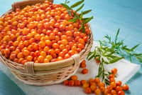 Les fruits de l'argousier, arbuste épineux aux baies orange-rouge&nbsp;(à ne pas confondre avec l'arbousier), sont riches en oméga 7. © Luca9257, Adobe Stock