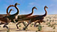 Des Gallimimus courent en troupeau, ces dinosaures théropodes de la fin du Crétacé font partie du groupe des ornithomimosaures. © dottedyeti, Adobe Stock