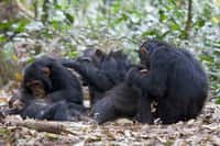 Les chimpanzés du parc Gombe Stream font l’objet d’études menées par l’Institut Jane Goodall. © Ikiwaner, Wikimedia Commons, GNU FDL 1.2