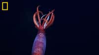 Le calmar a été découvert dans la mer de Weddell. © ROVSuBastian, Schmidt Ocean Institute