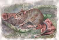 Voilà à quoi ressemblerait le rat&nbsp;Halmaheramys bokimekot vivant. Il faut noter la présence des poils formant des épines sur son dos (traits plus foncés) et la petite taille relative de sa queue.&nbsp;©&nbsp;Jon Fjeldså