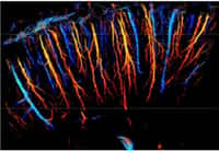 Le système microvasculaire du cerveau d’un rat visualisé à partir de cette nouvelle technique à ultrasons à partir des vitesses des microbulles qui le parcourent. © ESPCI / Inserm / CNRS